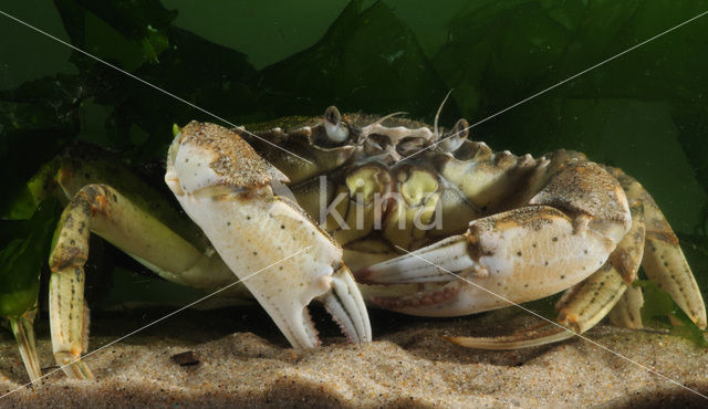 Strandkrab (Carcinus maenas)