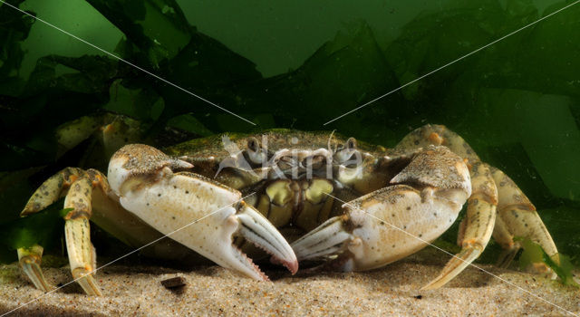 Strandkrab (Carcinus maenas)