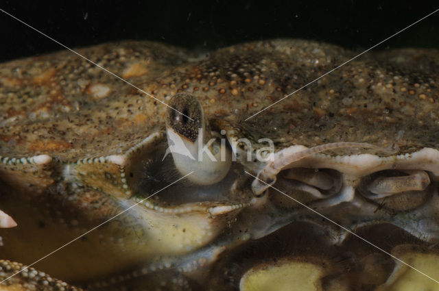 Shore crab (Carcinus maenas)