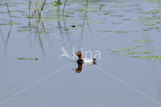 Pochard (Aythya ferina)