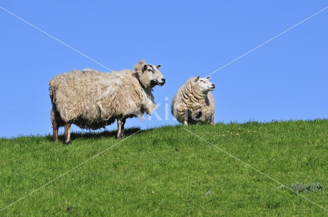 Domestic Texel sheep (Ovis aries)