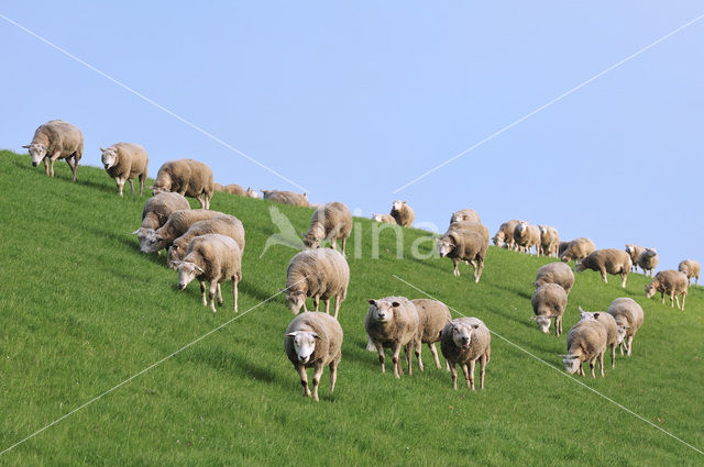 Texelaar schaap (Ovis aries)