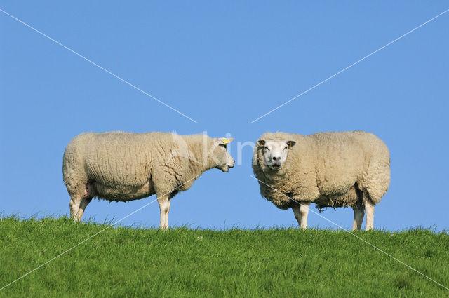 Texelaar schaap (Ovis aries)