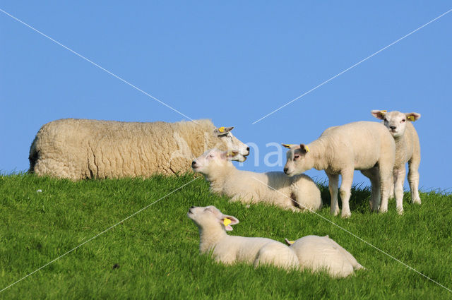 Texelaar schaap (Ovis aries)