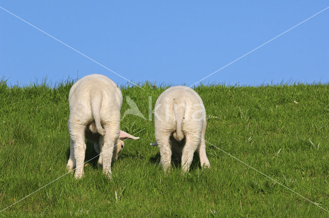 Texelaar schaap (Ovis aries)