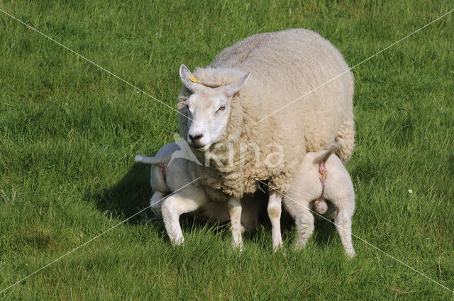 Domestic Texel sheep (Ovis aries)