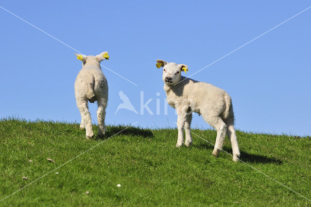 Texelaar schaap (Ovis aries)