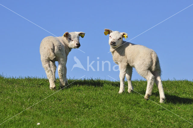 Texelaar schaap (Ovis aries)