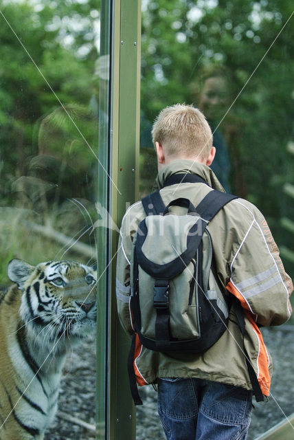 Tijger (Panthera tigris)