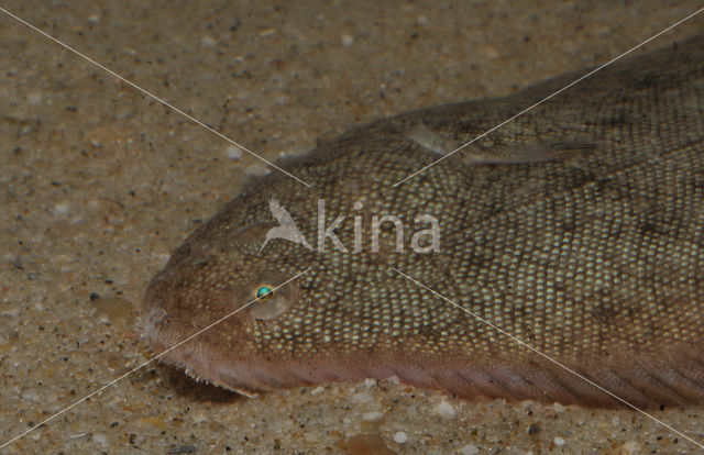 Sole (Solea solea)