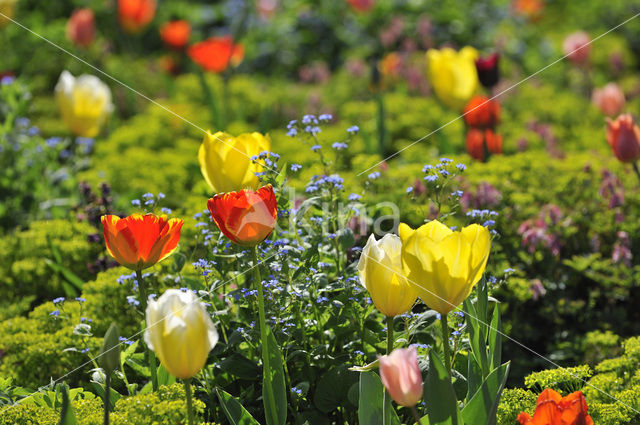 Tulip (Tulipa)