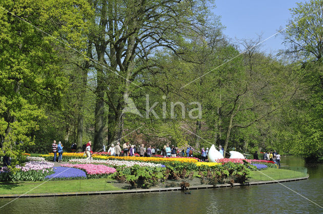 Tulip (Tulipa)