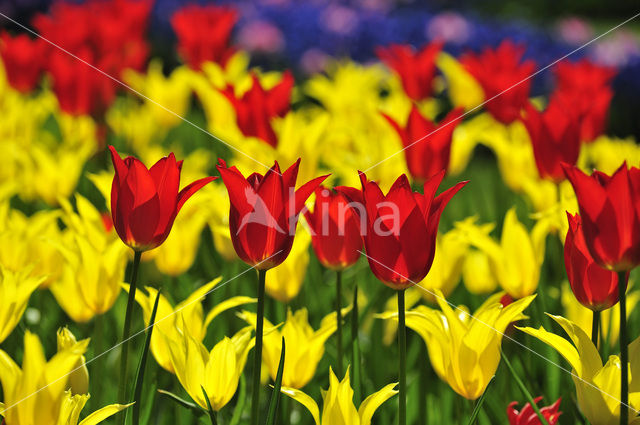 Tulip (Tulipa)