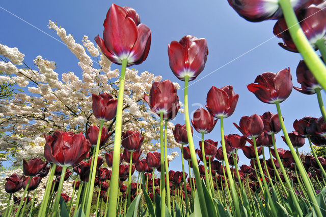 Tulip (Tulipa)