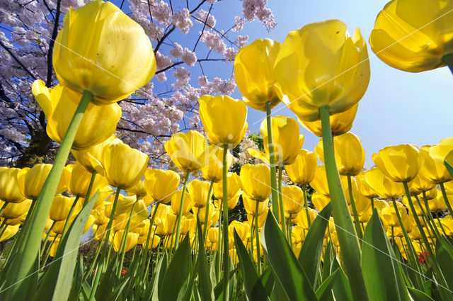 Tulip (Tulipa)