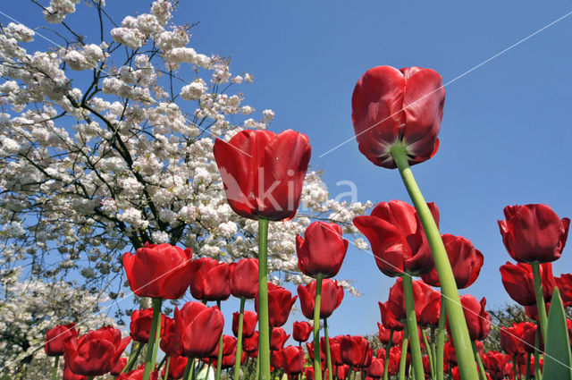 Tulip (Tulipa)