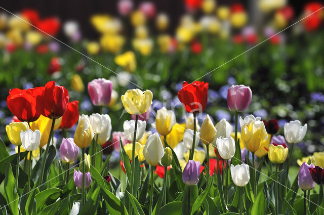 Tulp (Tulipa)