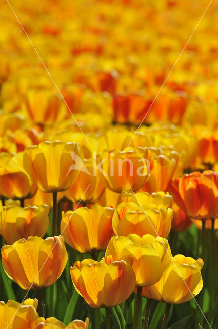 Tulip (Tulipa)