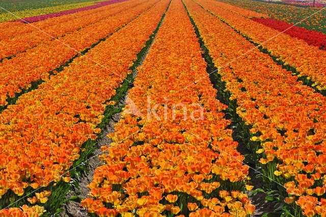 Tulp (Tulipa)