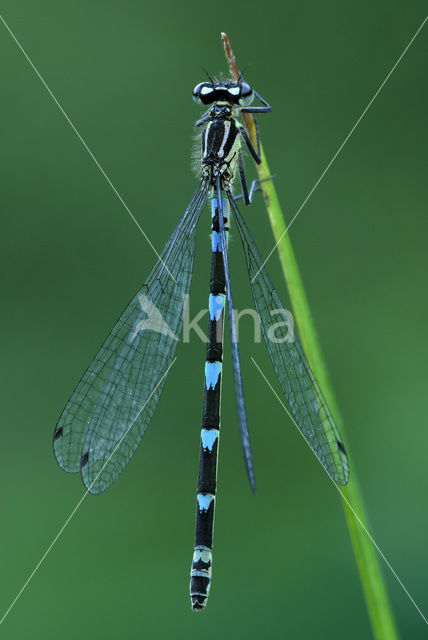 Variable Damselfly (Coenagrion pulchellum)