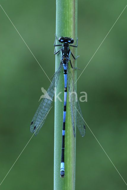Variable Damselfly (Coenagrion pulchellum)