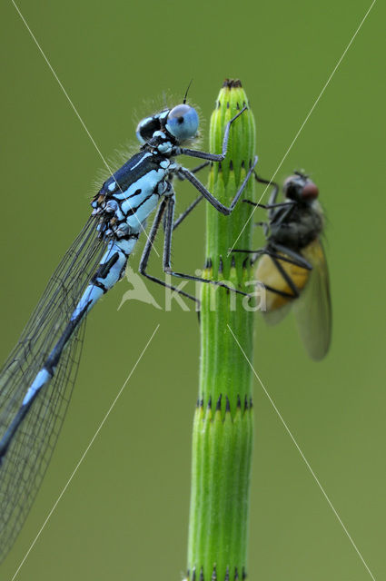 Variable Damselfly (Coenagrion pulchellum)