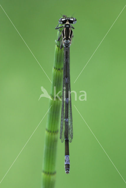 Variable Damselfly (Coenagrion pulchellum)