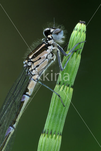 Variabele waterjuffer (Coenagrion pulchellum)