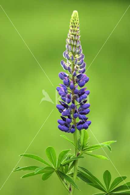 Vaste lupine (Lupinus polyphyllus)