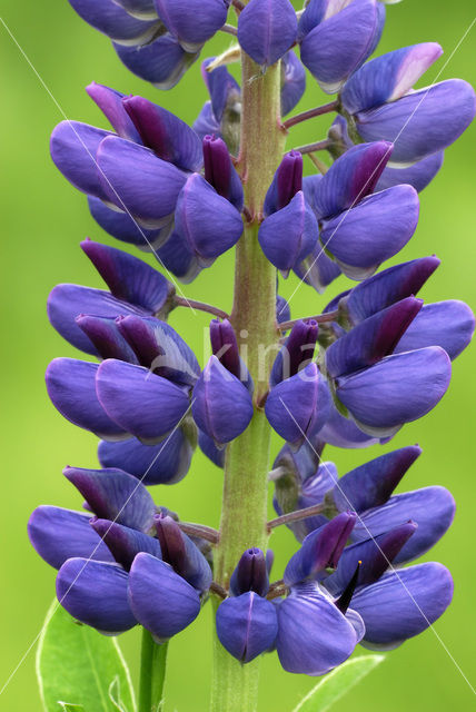 Garden Lupin (Lupinus polyphyllus)