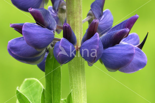 Vaste lupine (Lupinus polyphyllus)