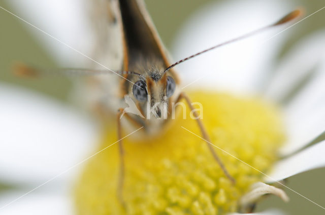 Veldparelmoervlinder (Melitaea cinxia)