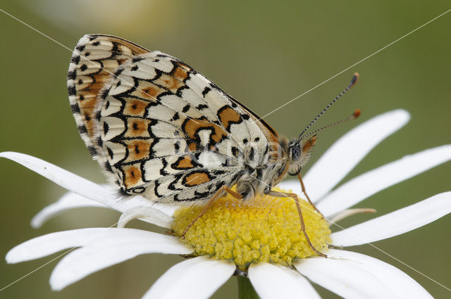 Veldparelmoervlinder (Melitaea cinxia)