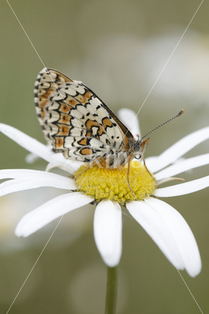 Glanville Fritellary (Melitaea cinxia)