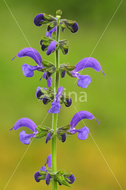 Veldsalie (Salvia pratensis)