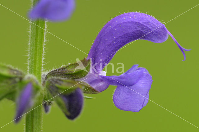 Meadow Clary (Salvia pratensis)