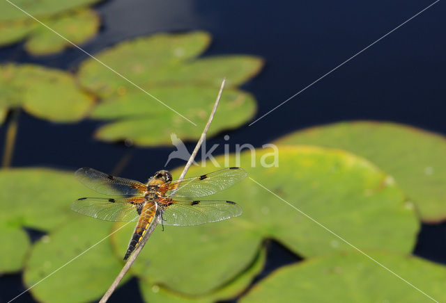 Four-spotted Chaser (Libellula quadrimaculata)