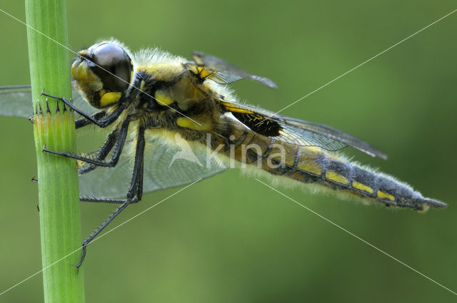 Four-spotted Chaser (Libellula quadrimaculata)