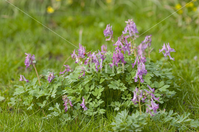 Vingerhelmbloem (Corydalis solida)