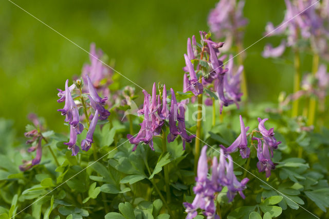 Bulbous Corydalis (Corydalis solida)