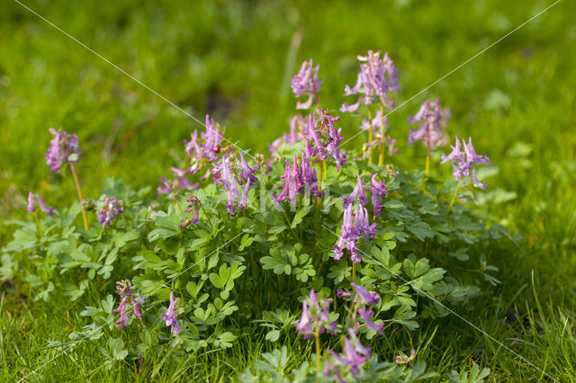 Vingerhelmbloem (Corydalis solida)