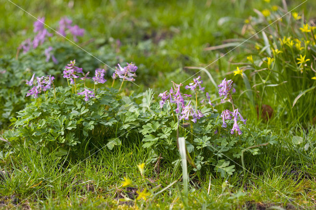 Vingerhelmbloem (Corydalis solida)