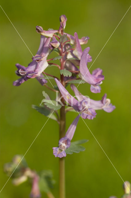 Vingerhelmbloem (Corydalis solida)