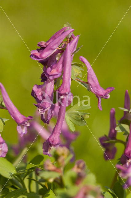 Bulbous Corydalis (Corydalis solida)