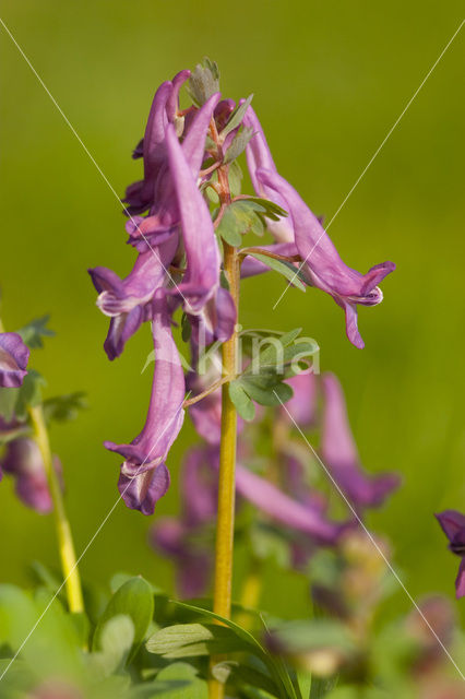 Vingerhelmbloem (Corydalis solida)