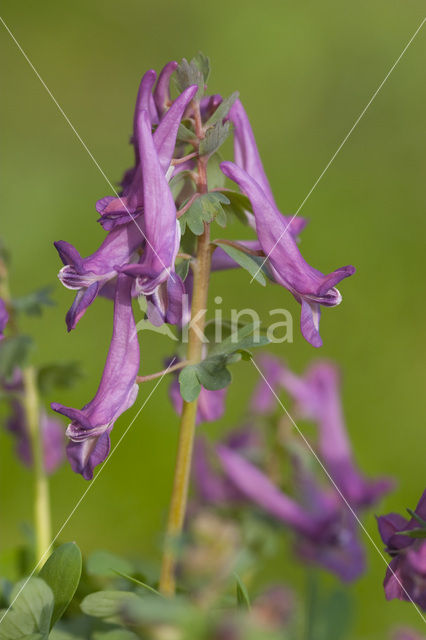 Vingerhelmbloem (Corydalis solida)