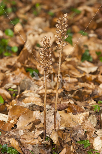 Bird’s-nest Orchid (Neottia nidus-avis)