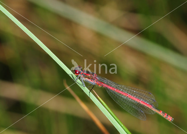 Large Red Damselfly (Pyrrhosoma nymphula)