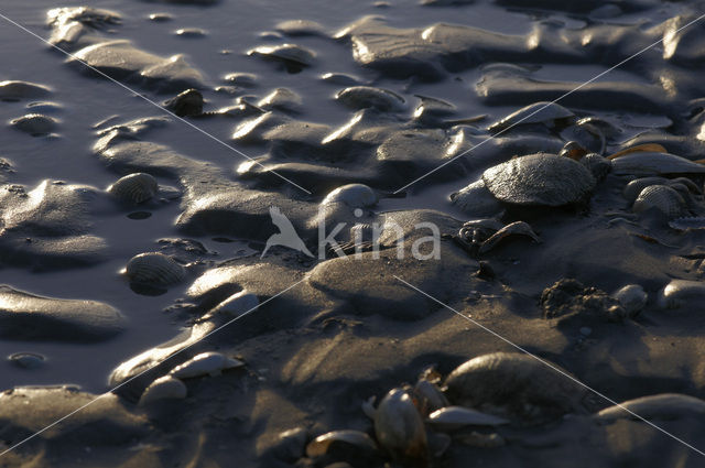 Waddensea