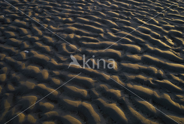 Waddensea